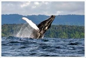plan avistamiento de ballenas en Bahía Solano y Nuquí