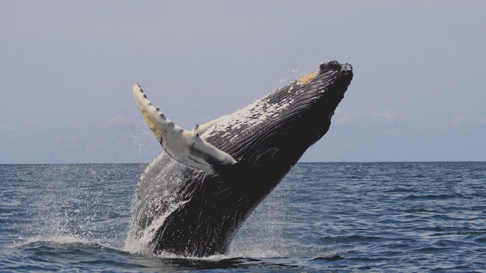 Plan Avistamiento de Ballenas - Whale watching Colombia